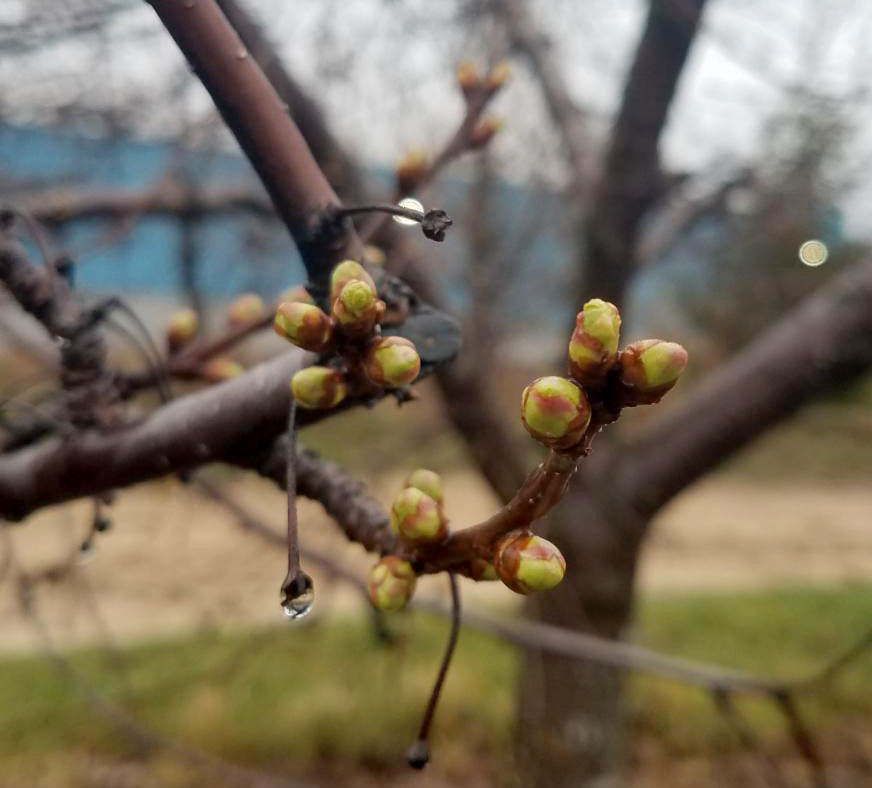 Tart cherries